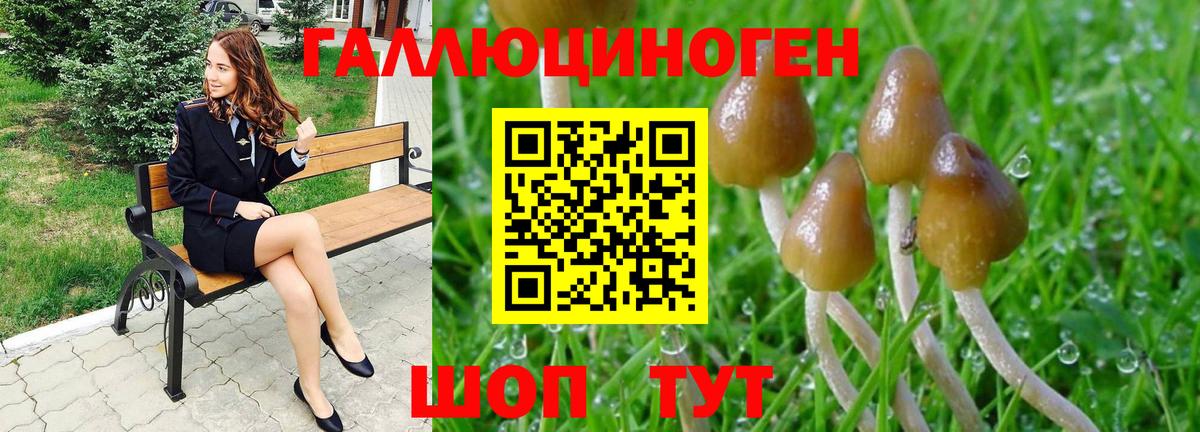 Псилоцибиновые грибы Psilocybine cubensis Бузулук